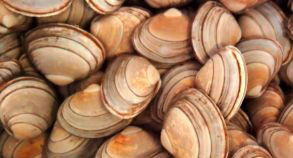 Clam