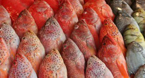 Fish