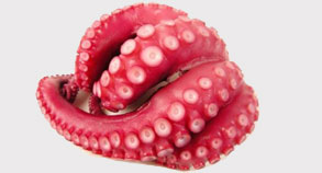 Octopus
