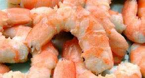 Shrimp