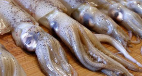 Squid